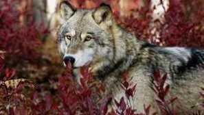 Най-големите видове вълци в света